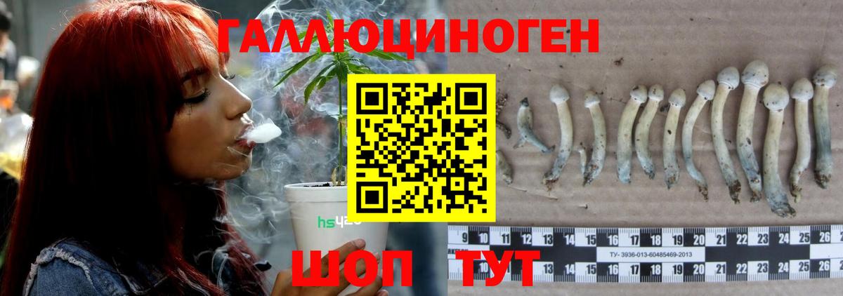 Элиста  Псилоцибиновые грибы Psilocybine cubensis  Вход с VPN 